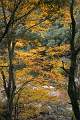  Autumn colours in les Gorges d'Héric